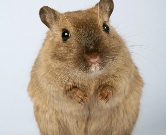 Sprawna deratyzacja i dezynsekcja – pomoc ekspertów oraz właściwej chemii